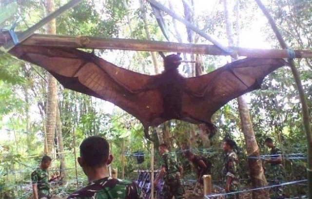 Pipistrello gigante catturato da militari - 04/10/2012