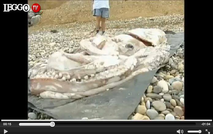 Calamaro gigante sulle spiagge spagnole: lingo 3 metri, pesa quasi 200 chili - Video - 06/10/2013