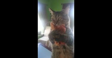 Amici animali: il gatto beccato a rubare la pizza non molla la refurtiva - Video - 13/10/2013