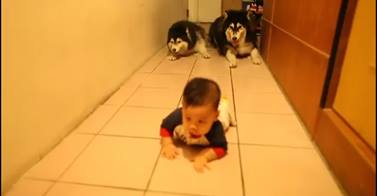 I cagnolini insegnano al bimbo a gattonare. Il video fa il giro del web - 13/10/2013