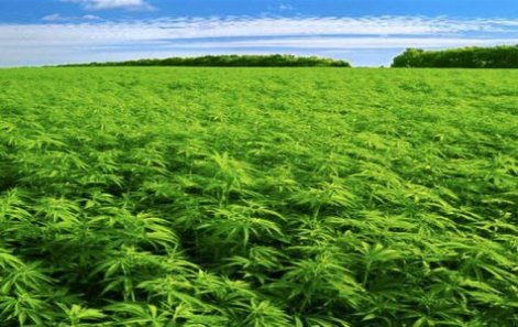 canapé de qualité canapa la pianta miracolosa ma e illegale perche i miliardari vogliono restare tali canapé de qualité canapa la pianta miracolosa ma e illegale perche i miliardari vogliono restare tali