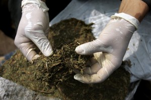 Una serra di cannabis in casa Arrestato studente romano - 13/04/2012