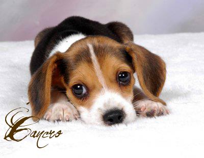 Il tuo segno zodiacale per ogni cucciolo: CANCRO - 17/04/2012