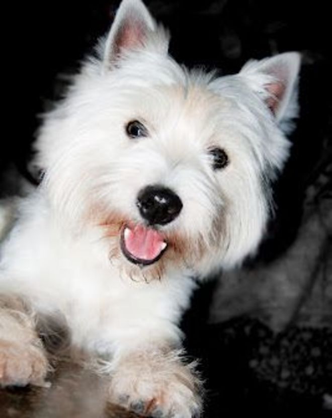 L'appello di un'anziana in fin di vita: Adottate Lucky, il mio adorabile cane - 11/04/2012