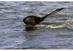 Mentre fa kitesurf salta su una balena - 13/12/2012