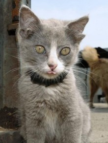 Luntik, il gatto russo con quattro orecchie - 04/03/2012