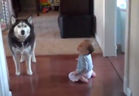 L'Husky che imita il bambino. Il video ha fatto il giro del web - 03/10/2013