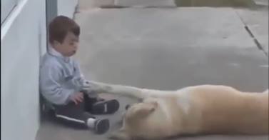 Tenerezze: il cane convince il bimbo con la sindrome di Down a fare amicizia - Video - 02/10/2013