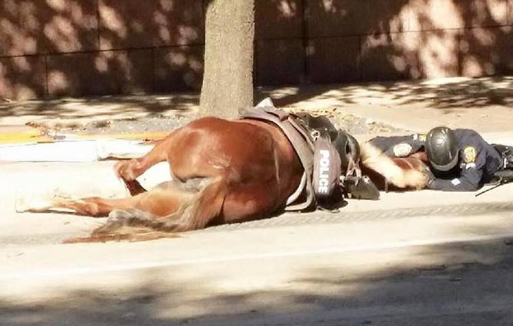 POLIZIOTTO CONSOLA IL SUO CAVALLO NEI SUOI ULTIMI ISTANTI DI VITA - 09/12/2015