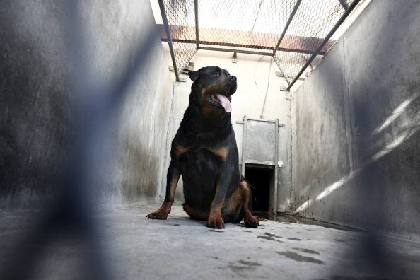 FIONA, ROTTWEILER ABBANDONATO... ERA TROPPO BUONA. ORA CERCA CASA - 09/12/2015