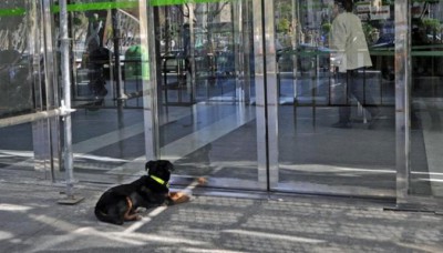 ASPETTA IL PADRONE DAVANTI L'INGRESSO DELL'OSPEDALE - 28/04/2016