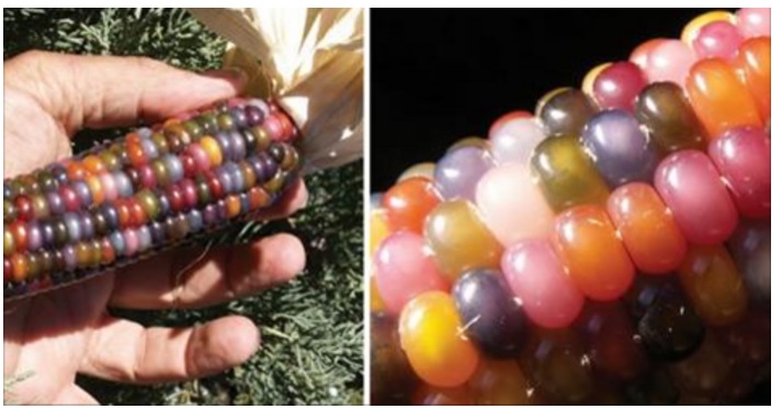 CONOSCETE LE PANNOCCHIE ARCOBALENO? SONO NATURALI AL 100% E SI OTTENGONO COSI' - 11/12/2016