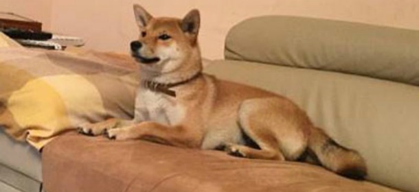 RITROVA IL CANE SCOMPARSO MA RIFIUTA 1000 EURO DI RICOMPENSA, ECCO PERCHE' - 21/12/2015