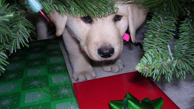 BOTTI DI CAPODANNO, ECCO COSA FARE SE IL CANE HA PAURA - 30/12/2013