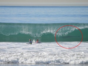 TERRORE IN USA: SQUALO BIANCO ALLE SPALLE DI DUE IGNARI SURFISTI - 02/01/2014