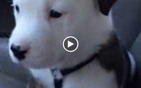 CUCCIOLO TERRORIZZATO DAL SUO SINGHIOZZO - VIDEO - 06/07/2015
