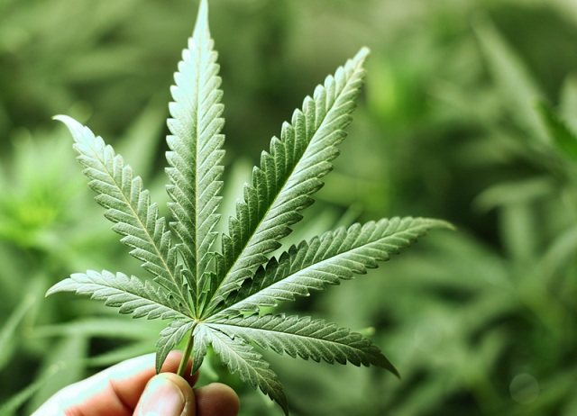 CANNABIS: APRE L'ALBERGO CHE OFFRE LA VACANZA A BASE DI DROGHE LEGGERE. ECCO DOVE - 13/09/2015