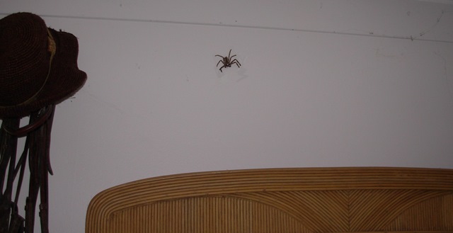 VEDE UN RAGNO IN CASA E NON LO UCCIDE, QUELLO CHE LE SUCCEDE DOPO E' TERRIBILE - 16/09/2015