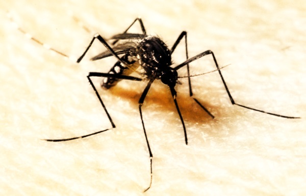 ARRIVA LA FEBBRE DEL NILO: 11 CASI IN ITALIA. E' GIA' ALLARME, ECCO I SINTOMI - 27/09/2015