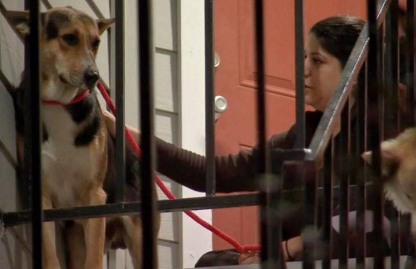 MUORE IN UNA RAPINA, IL CANE LO ASPETTA PER SETTIMANE DAVANTI CASA - 25/02/2016