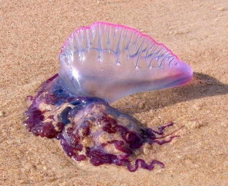 LA MEDUSA KILLER ARRIVA SULLE SPIAGGE ITALIANE: ECCO COSA PUO' PROVOCARE - 09/03/2016