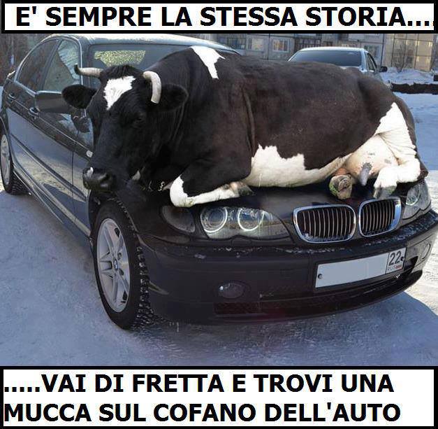 Immagine Divertente - 27/05/2013