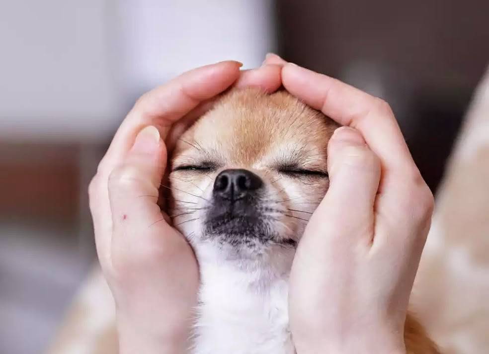 LE COSE DA EVITARE DI FARE CON I NOSTRI CANI - 12/03/2016