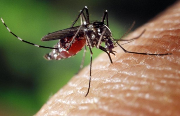 ECCO PERCHE' LE ZANZARE PUNGONO SOLO ALCUNE PERSONE - 26/04/2015