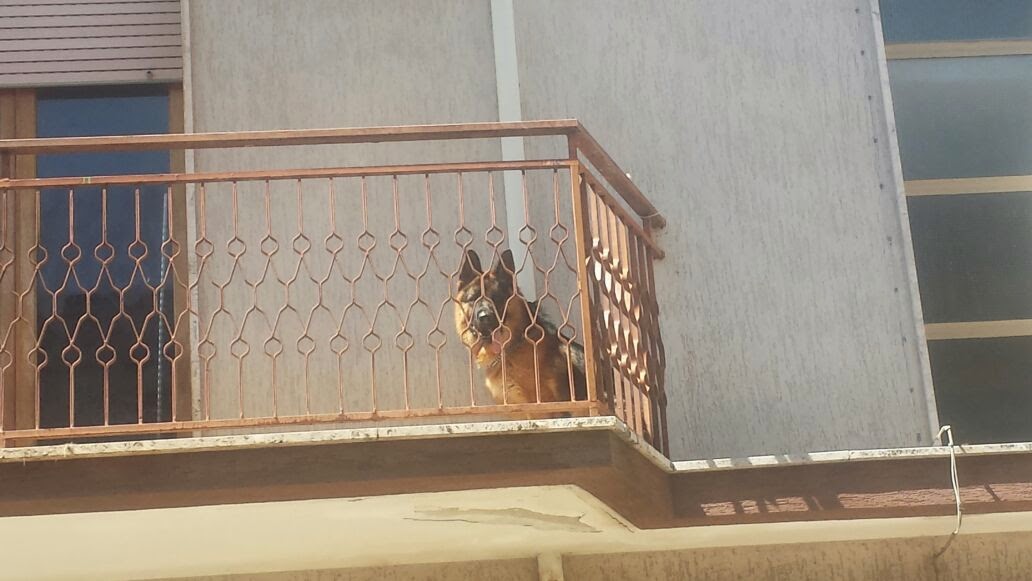 TRASCURI IL TUO CANE? ARRIVA LA SENTENZA SHOCK: ECCO COSA PUOI RISCHIARE - 13/05/2015