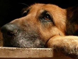 Finisce in un dirupo e muore, il cane lo veglia per due giorni - 08/09/2013