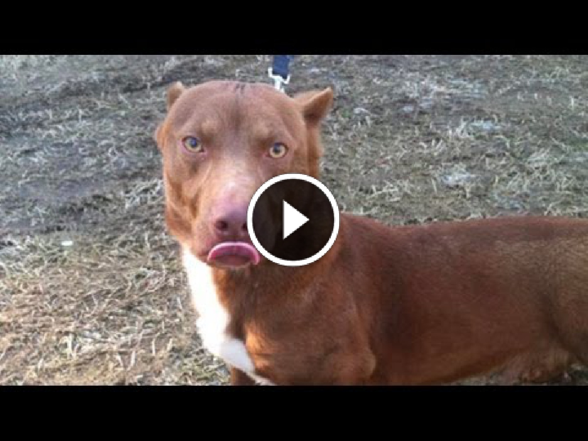 UN PITBULL SI ACCOPPIA CON UN BASSOTTO. ECCO COM'E' IL LORO CUCCIOLO - VIDEO - 23/03/2015