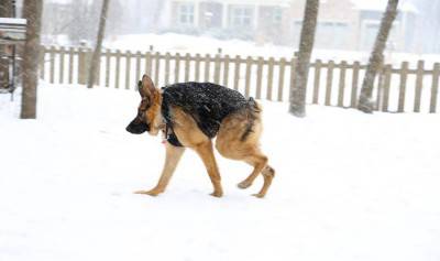 QUASIMODO, IL CANE CON LA GOBBA, ORA HA UNA SPERANZA - 07/02/2016