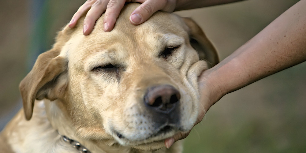 LO SAPEVATE CHE A SECONDA DEL PUNTO IN CUI ACCAREZZI IL CANE PER LUI ASSUME SIGNIFICATI DIVERSI? SCOPRI QUALI - 21/02/2016