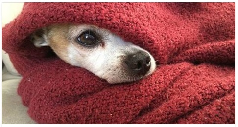 A QUALE TEMPERATURA IL CANE SENTE FREDDO? C'E' UNA TEMPERATURA PRECISA DA TENERE IN CONSIDERAZIONE PER I NOSTRI AMICI - 24/01/2017
