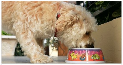 CIBO PER CANI RITIRATO DAL MERCATO: MORTO UN ANIMALE - 08/02/2017
