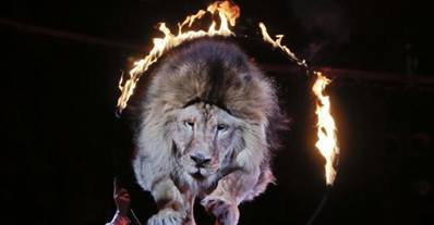 IL GOVERNO LETTA AUMENTA I FINANZIAMENTI AI CIRCHI CON ANIMALI. PROTESTA A ROMA - 10/02/2014