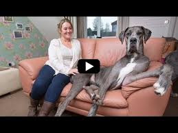 FREDDY, È ALTO DUE METRI E 23 CENTIMETRI: ''È IL PADRONE DEL DIVANO, MA È ANCORA CUCCIOLO'' - VIDEO - 09/02/2014