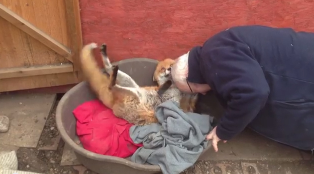 LA VOLPE CHE SI COMPORTA COME UN CANE - VIDEO - 17/09/2014