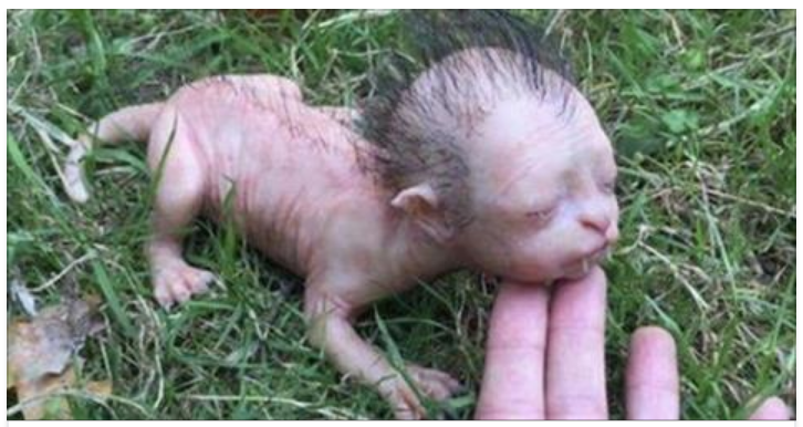 LA VERITA' SUL BABY LICANTROPO: LA FOTO HA FATTO IL GIRO DEL WEB - 18/10/2017