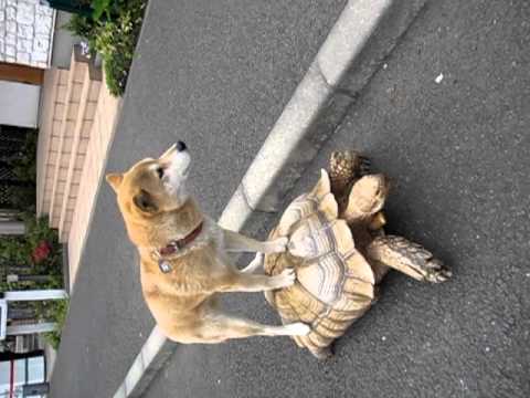 IL CANE PIGRO SI FA DARE UN ''PASSAGGIO'' DALLA TARTARUGA - VIDEO - 13/07/2016
