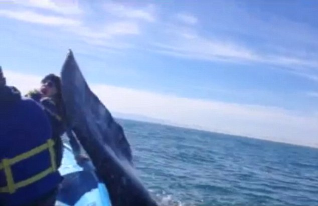 BALENA PRENDE A ''SCHIAFFI'' UNA DONNA - VIDEO - 24/11/2014