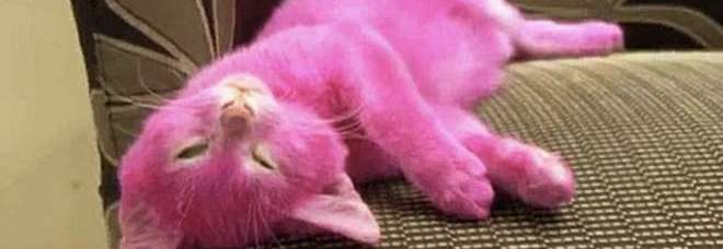 TINGE IL GATTO DI ROSA PER ABBINARLO ALL'ABITO: L'ANIMALE MUORE AVVELENATO - 01/03/2015