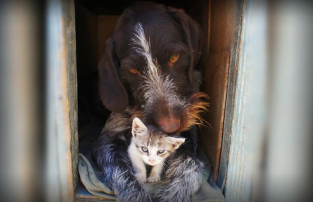 ECCO TUTTE LE DETRAZIONI A CUI HAI DIRITTO SE POSSIEDI UN ANIMALE - 20/05/2015
