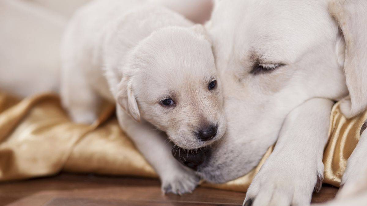 I CANI RICONOSCONO LE NOSTRE EMOZIONI: ARRIVA LA PROVA SCIENTIFICA - 14/01/2016
