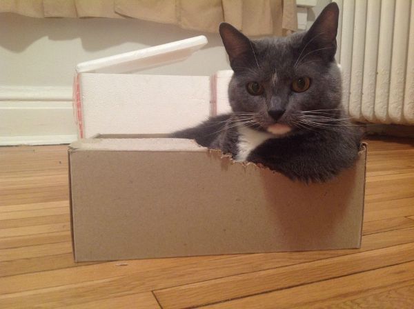 I GATTI SONO MAGICI: I 13 MOTIVI CHE LO CONFERMANO - 11/04/2016