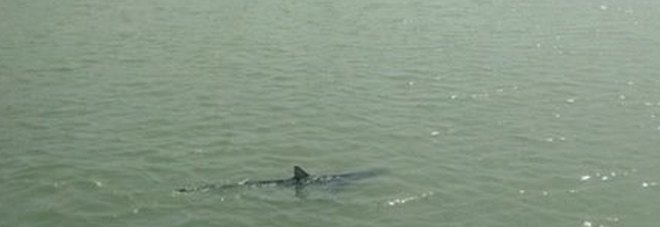 SHOCK A ROMA: SQUALO ALLA FOCE DEL TEVERE - PAURA TRA I DIPORTISTI - GUARDA - 12/04/2016