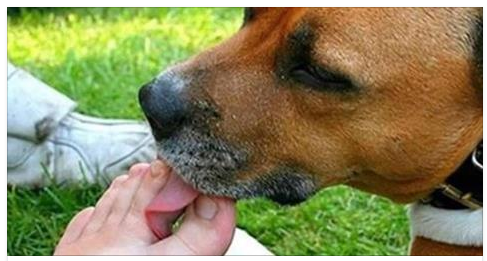SE IL TUO CANE TI LECCA I PIEDI TI STA MANDANDO DEI SEGNALI: QUESTO E' QUELLO CHE CERCA DI DIRTI - 26/06/2017