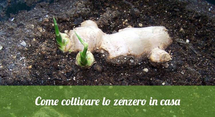 ECCO COME COLTIVARE LO ZENZERO IN CASA O IN UN VASO IN BALCONE - 28/03/2016