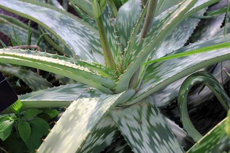 ALOE VERA, LA PIANTA MAGICA PER LA NOSTRA SALUTE - 15/05/2016