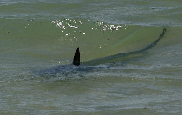 PANICO TRA I BAGNANTI: UNO SQUALO A POCHI METRI DALLA RIVA NEI NOSTRI MARI - 21/07/2016